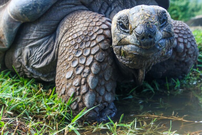 The Hare Had Charisma. The Tortoise Had Character.
